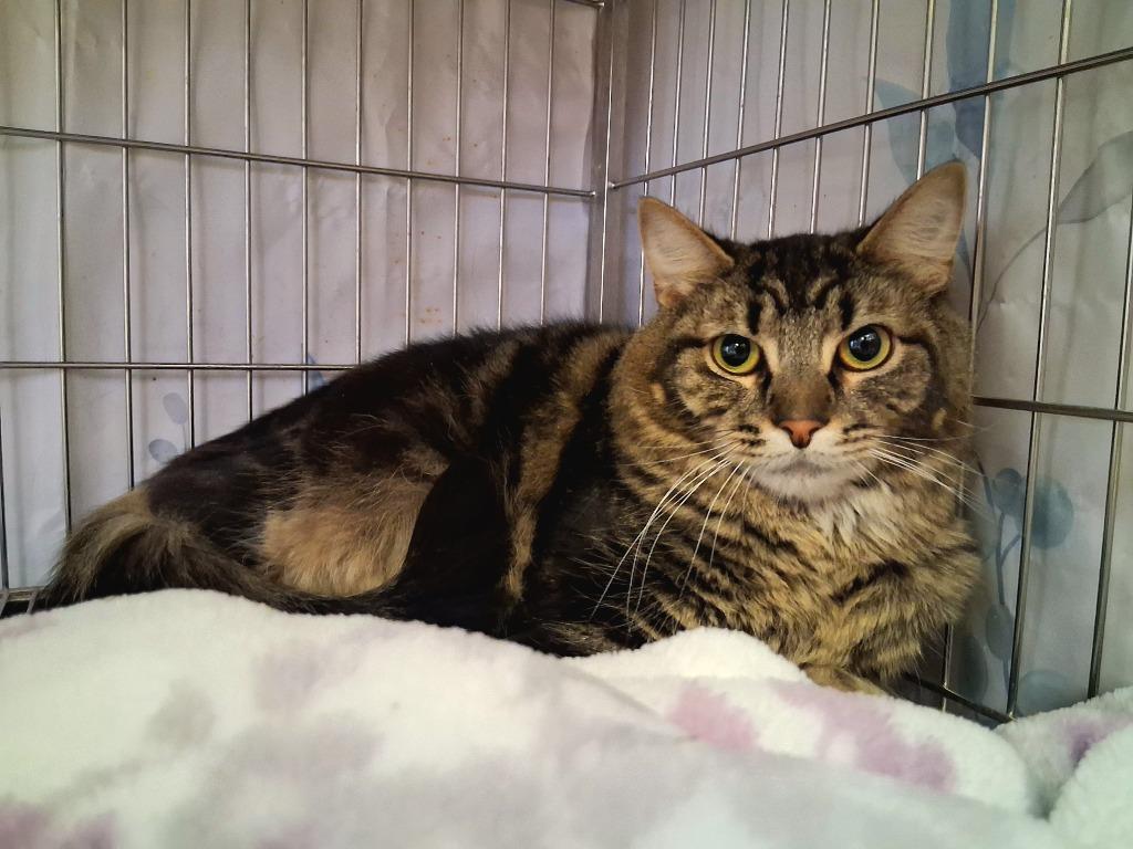 LITTLEFOOT (ONYX), Adoptable, Adult Male Domestic Short Hair.