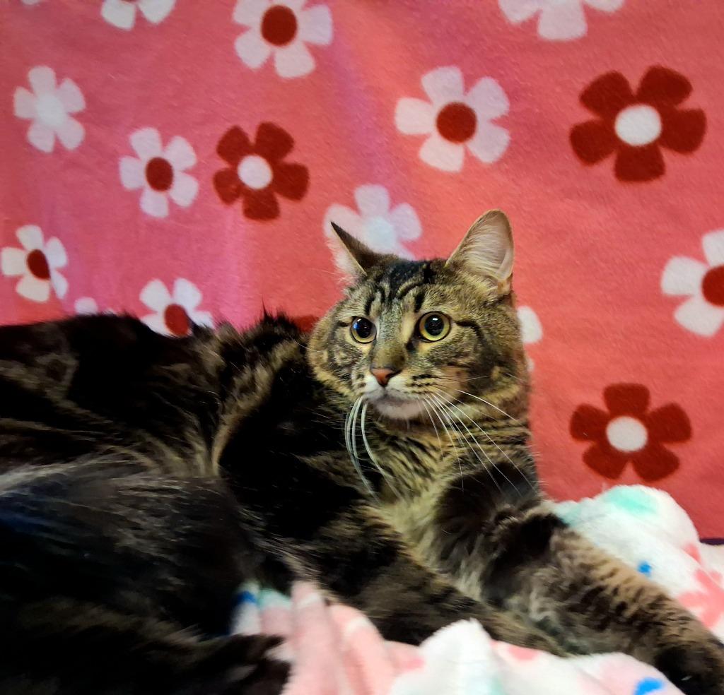 Enlarge LITTLEFOOT (ONYX), a Adoptable mixed breed in Wintersville, OH image 1/3