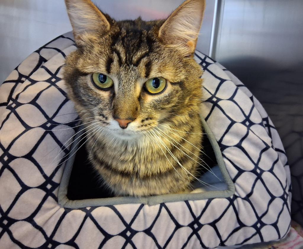 Enlarge LITTLEFOOT (ONYX), a Adoptable mixed breed in Wintersville, OH image 3/6