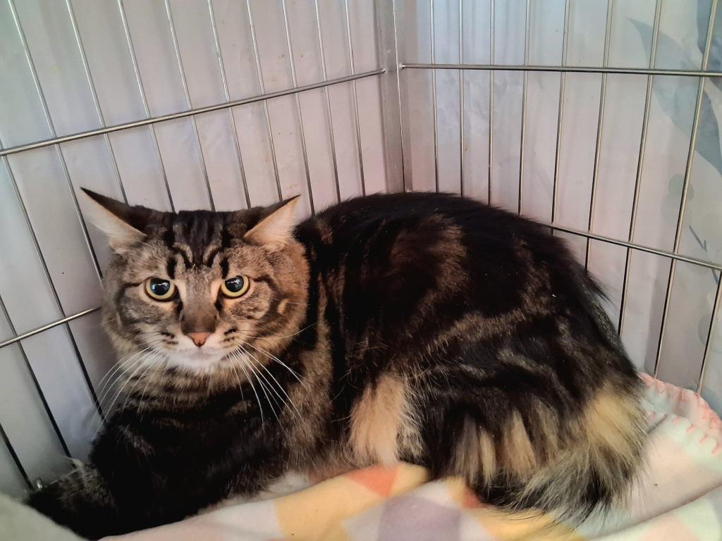 Enlarge LITTLEFOOT (ONYX), a Adoptable mixed breed in Wintersville, OH image 2/3