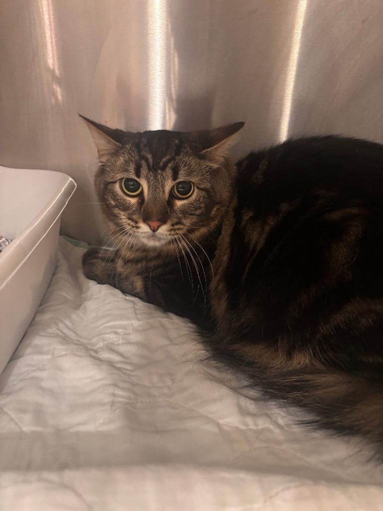 Enlarge LITTLEFOOT (ONYX), a Adoptable mixed breed in Wintersville, OH image 3/3