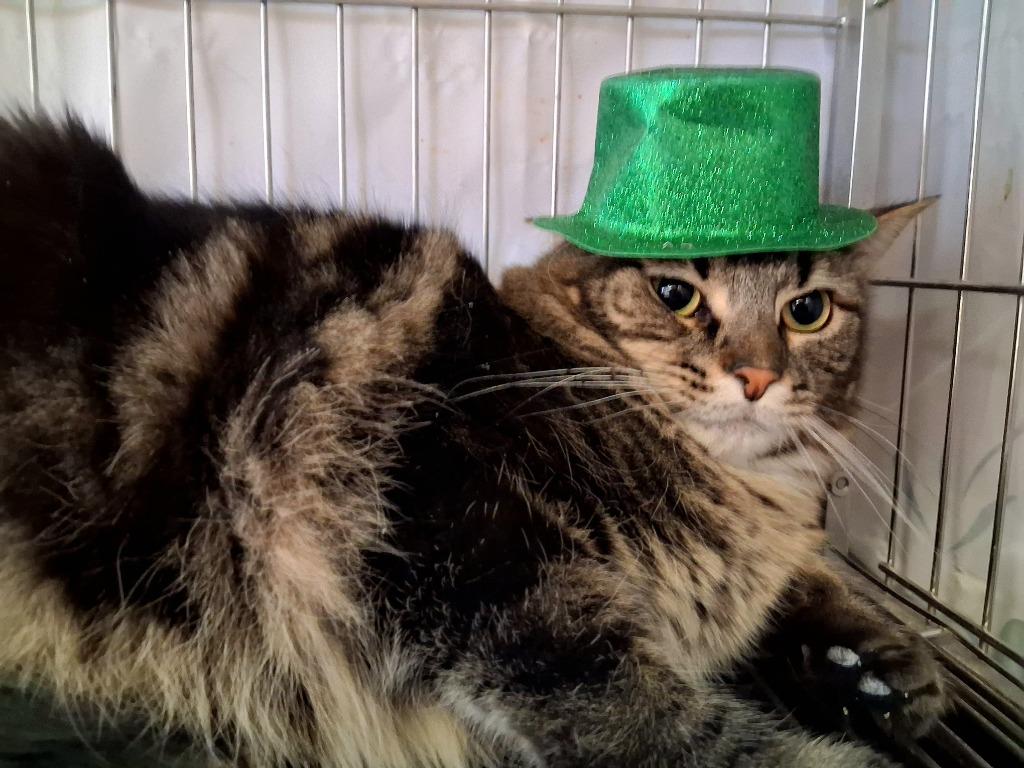 Enlarge LITTLEFOOT (ONYX), a Adoptable mixed breed in Wintersville, OH image 6/6