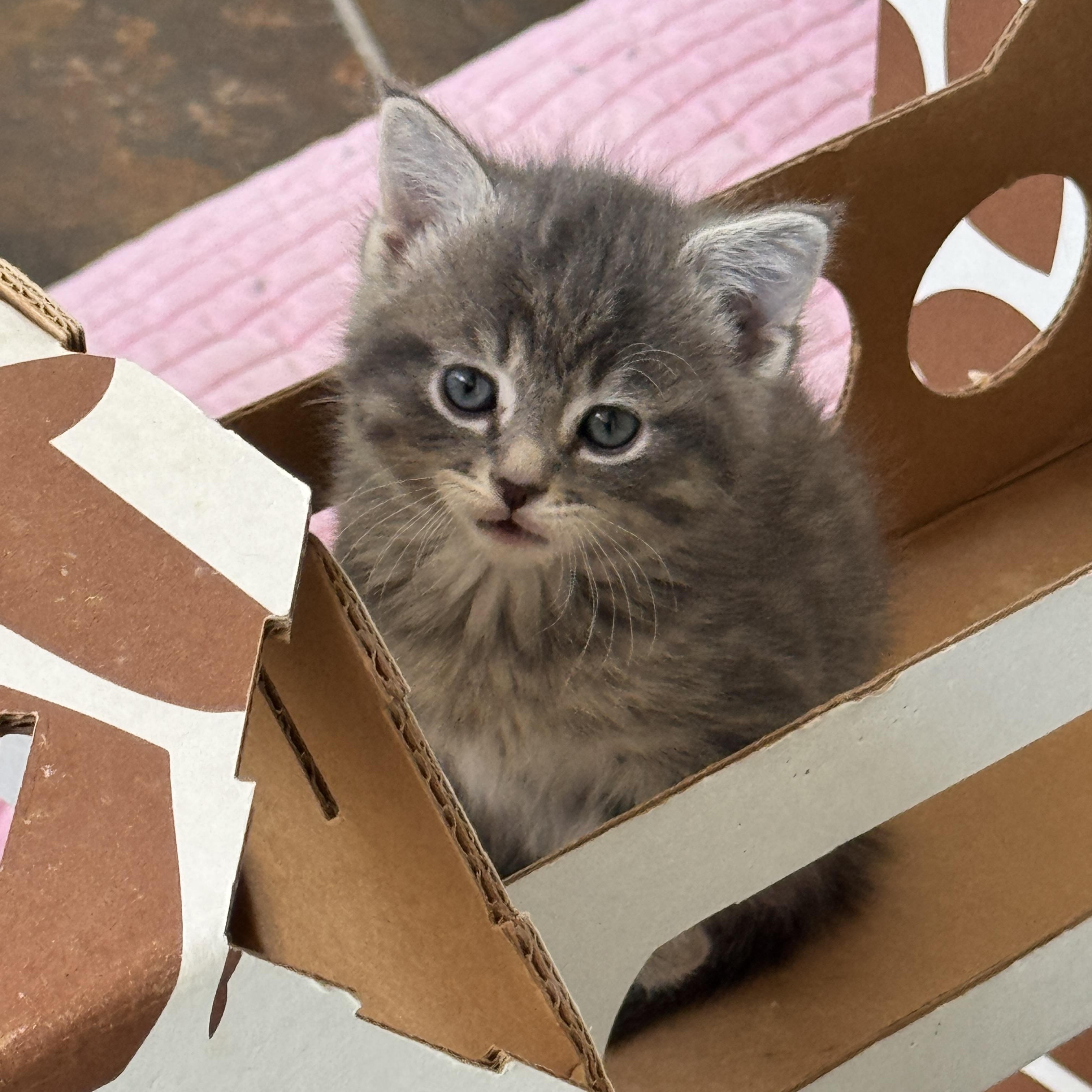 Buckley, ADOPTABLE, Kitten Female Domestic Medium Hair.