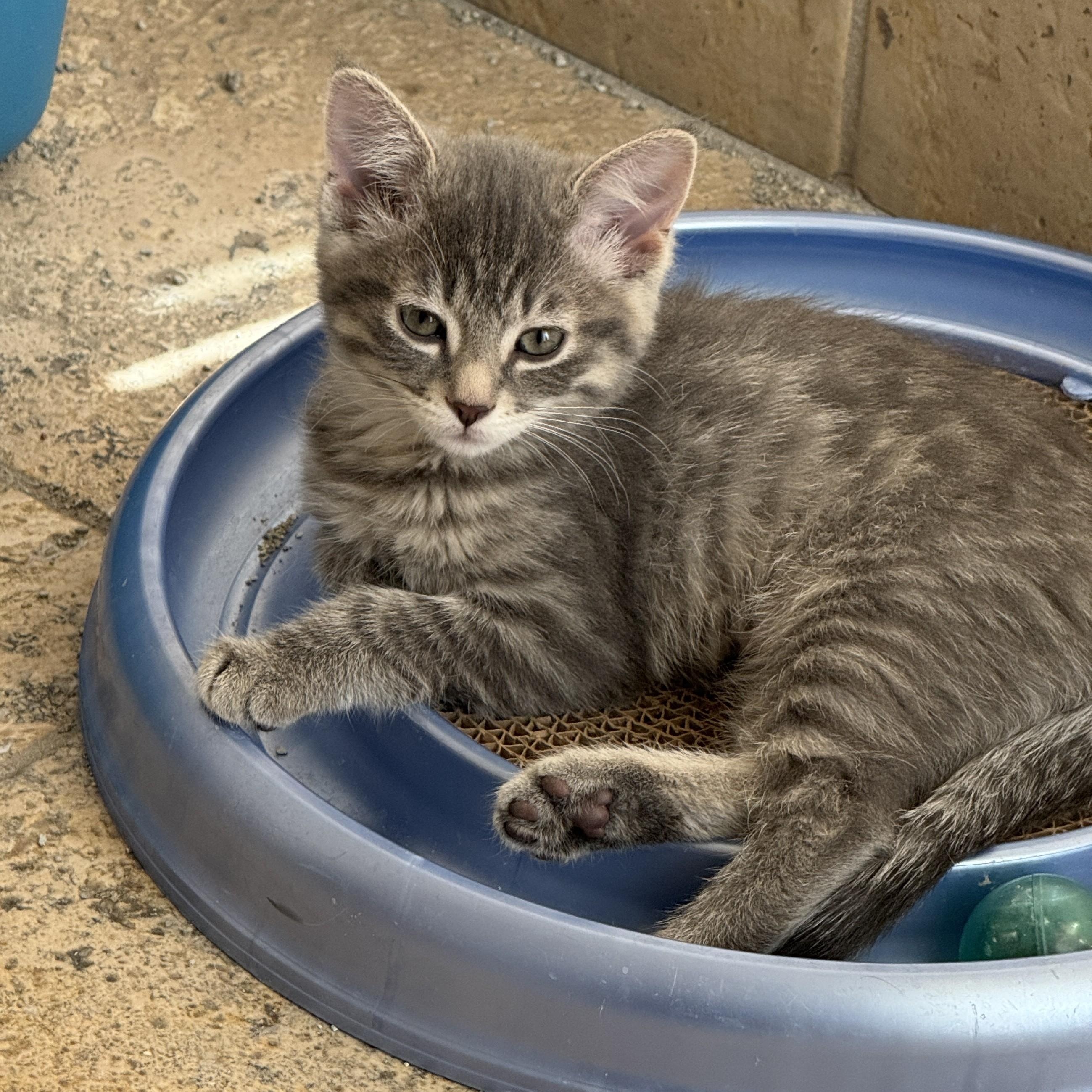 Buckley, a ADOPTABLE Domestic Medium Hair in Milwaukee, WI image 3/4