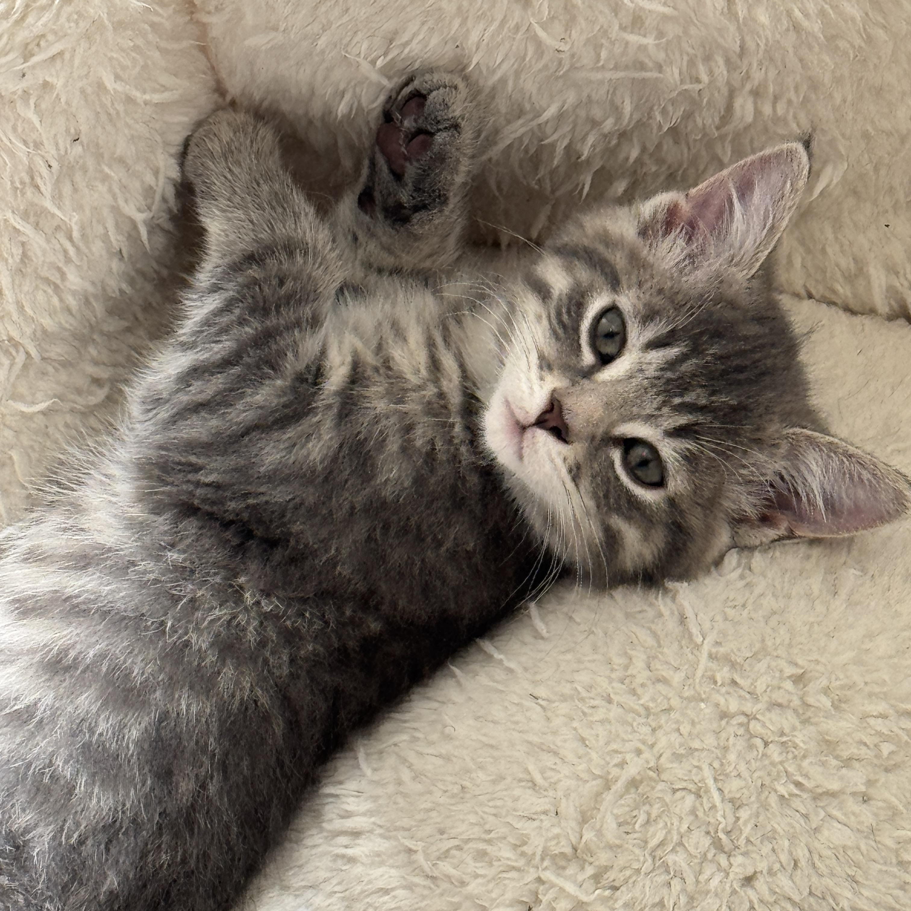 Buckley, a ADOPTABLE Domestic Medium Hair in Milwaukee, WI image 2/4