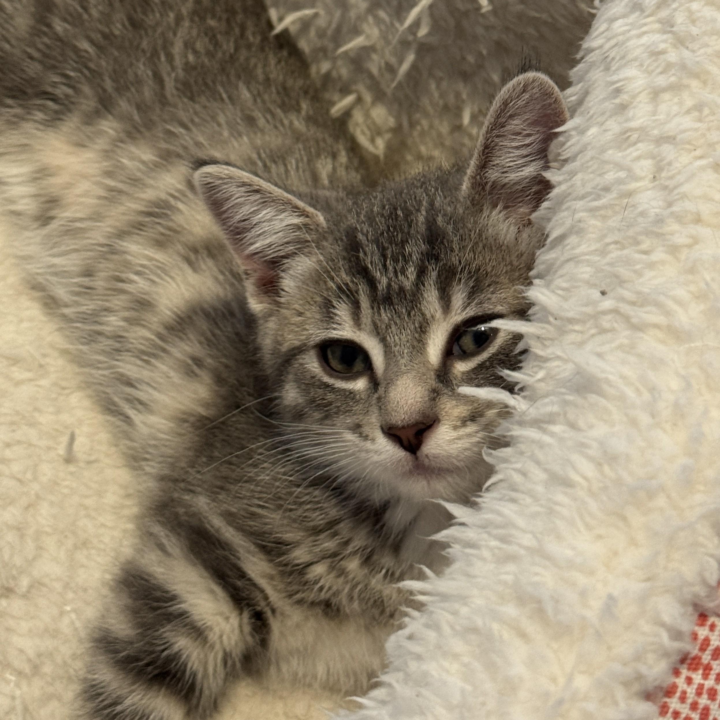 Buckley, a ADOPTABLE Domestic Medium Hair in Milwaukee, WI image 4/4