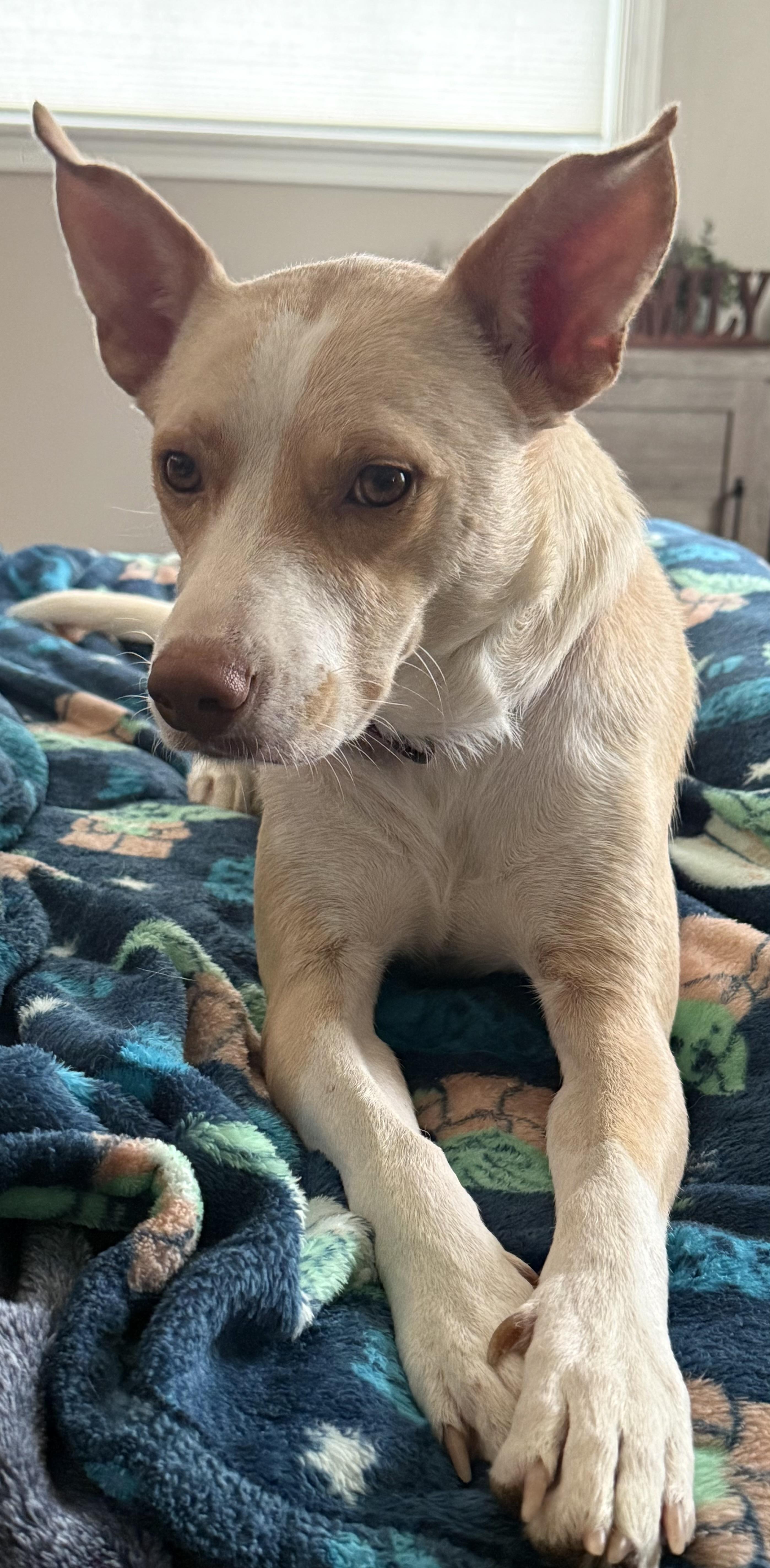 Annabelle, Adoptable, Adult Female Australian Shepherd.