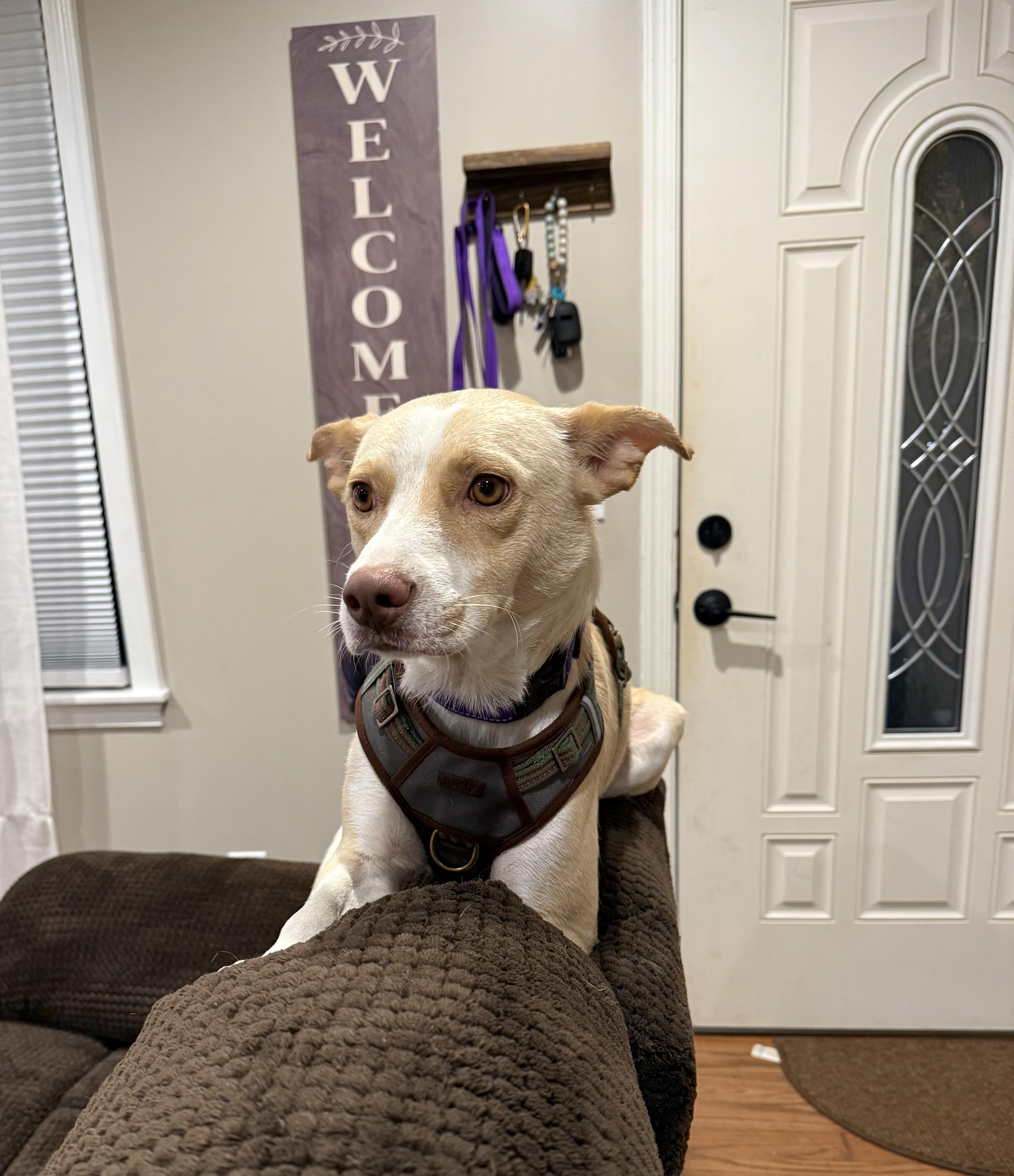 Enlarge Annabelle, a Adoptable mixed breed in Whiting, NJ image 2/4