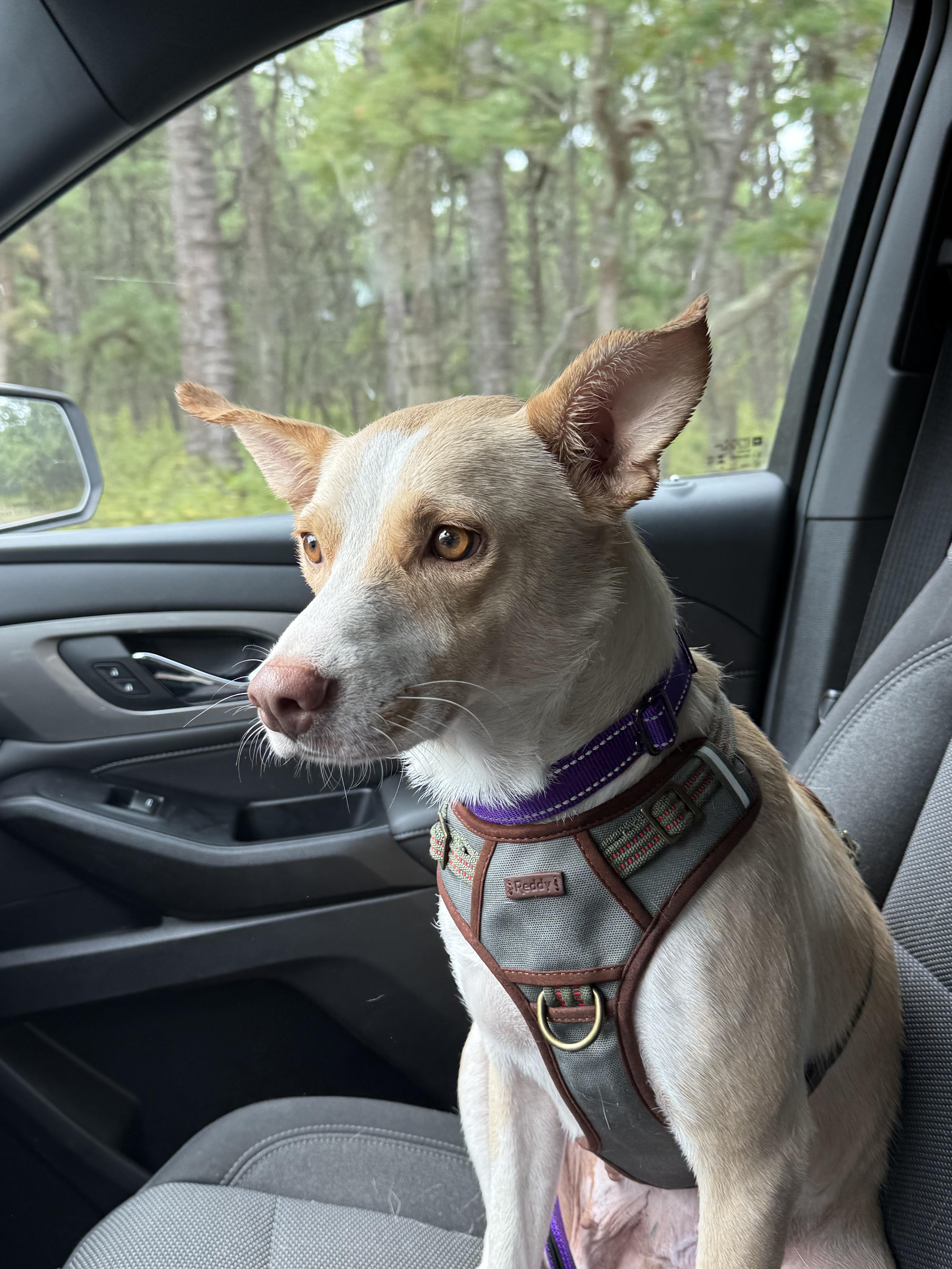 Enlarge Annabelle, a Adoptable mixed breed in Whiting, NJ image 4/4