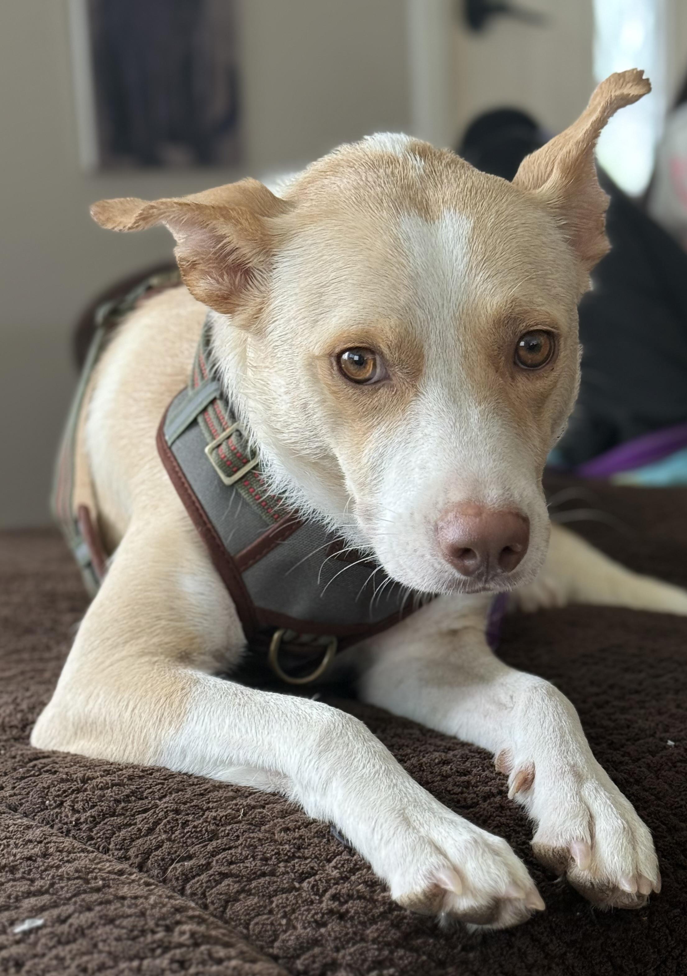 Enlarge Annabelle, a Adoptable mixed breed in Whiting, NJ image 3/4