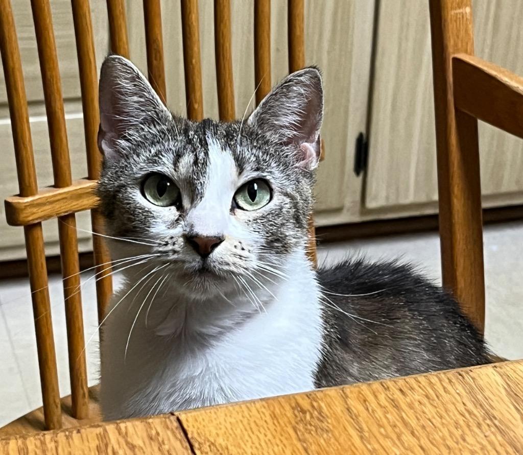 Lunabelle, a Adoptable mixed breed in Fond Du Lac, WI image 3/4