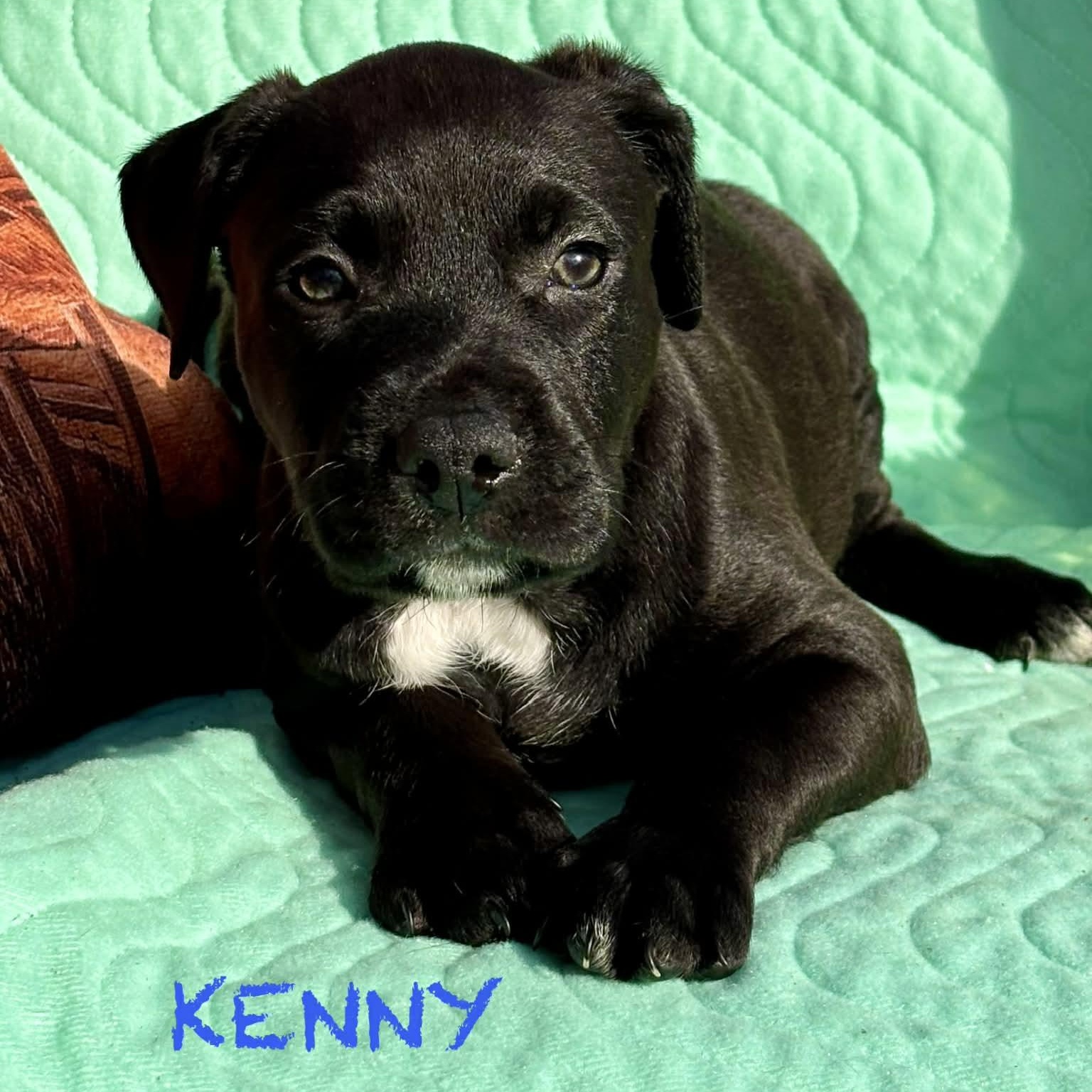 Kenny, Adoptable, Puppy Male Black Labrador Retriever & American Bully.