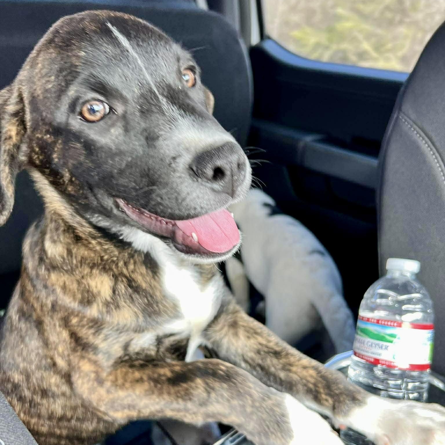 Boots, Adoptable, Puppy Male Cattle Dog.