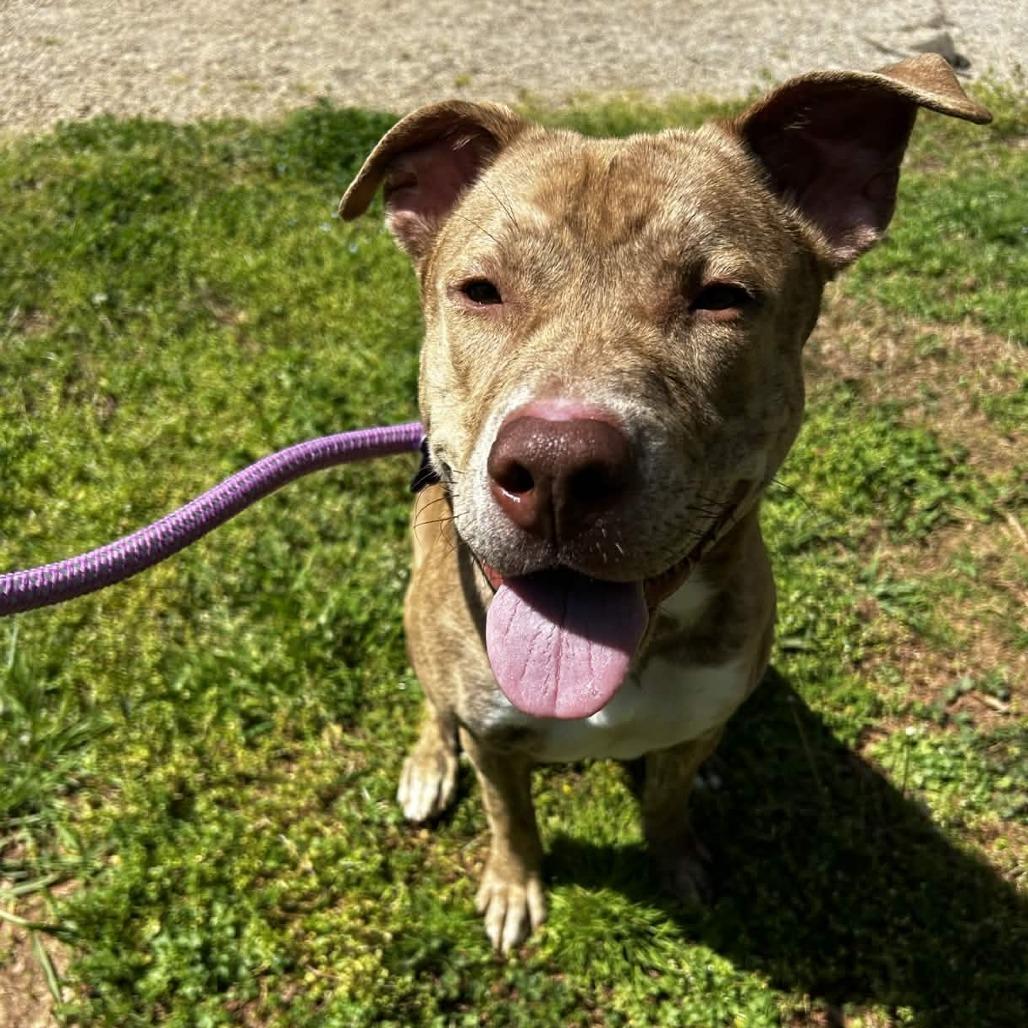 Teddy Bear Boy, Adoptable, Young Male Pit Bull Terrier.