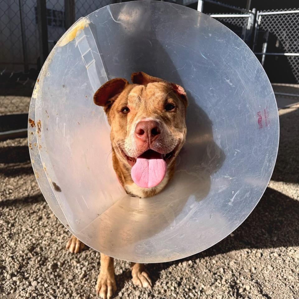 Enlarge Teddy Bear Boy, a Adoptable Pit Bull Terrier in Greenville, SC image 3/6