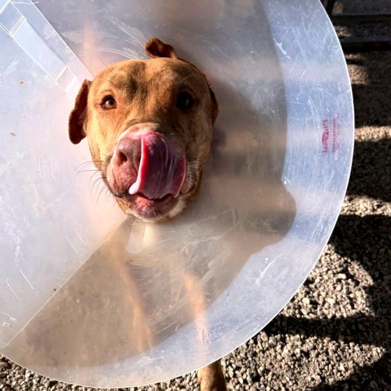 Enlarge Teddy Bear Boy, a Adoptable Pit Bull Terrier in Greenville, SC image 4/6