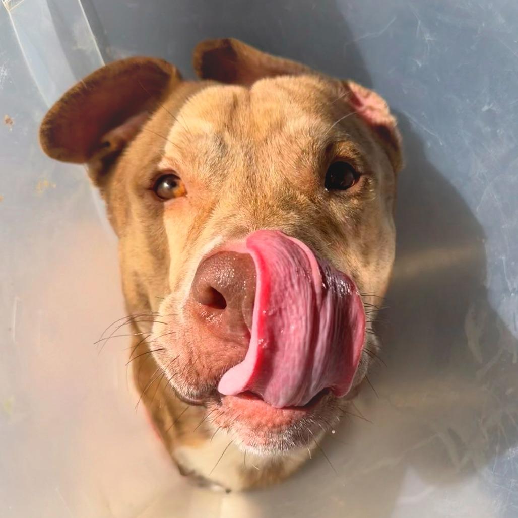 Enlarge Teddy Bear Boy, a Adoptable Pit Bull Terrier in Greenville, SC image 5/6