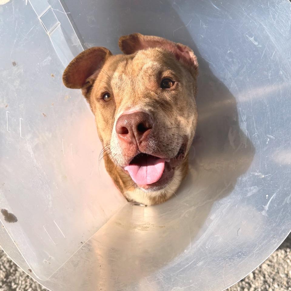 Enlarge Teddy Bear Boy, a Adoptable Pit Bull Terrier in Greenville, SC image 6/6