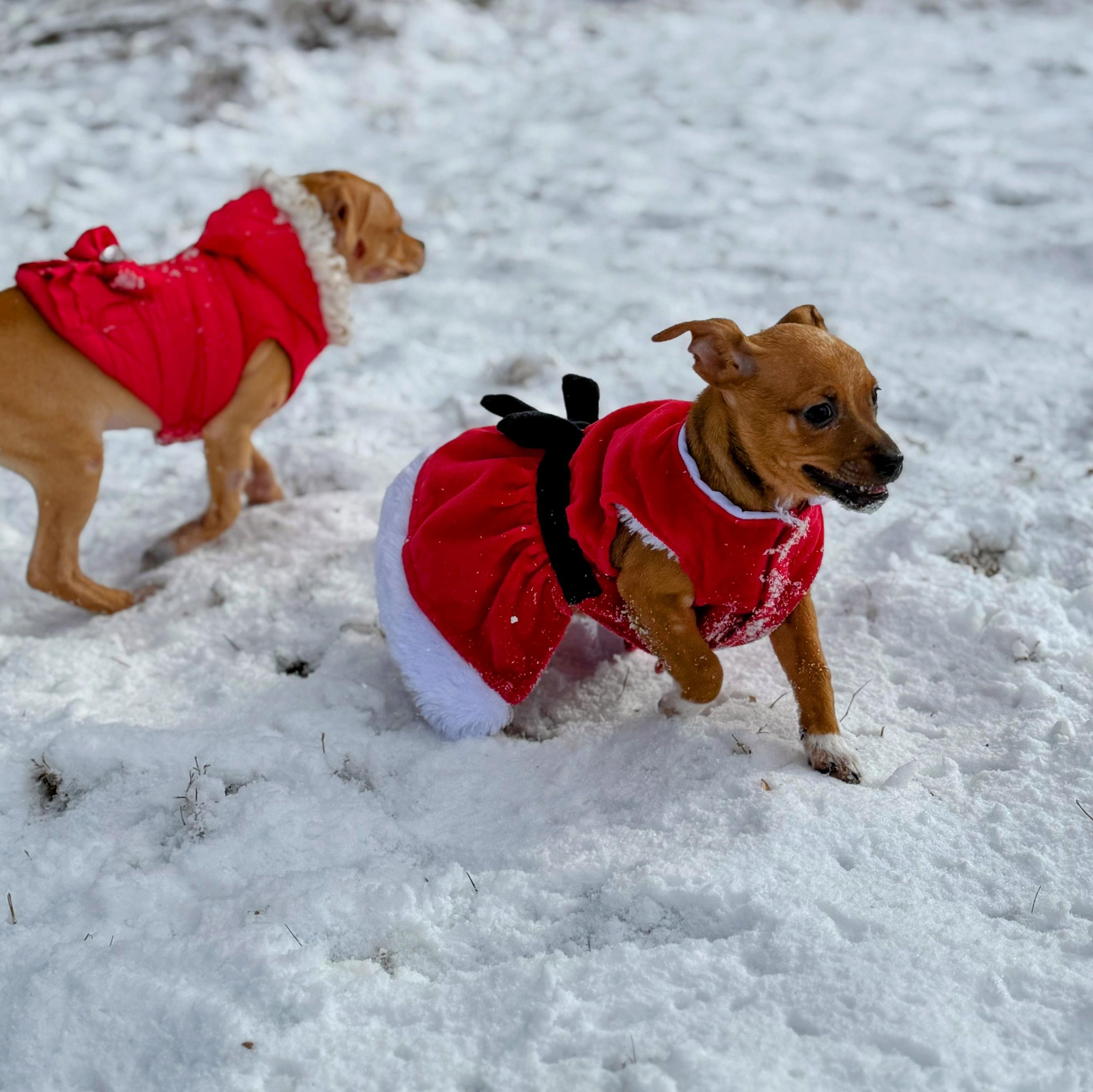 Enlarge Tinsel, an adoptable mixed breed in Potomac, MD image 4/6