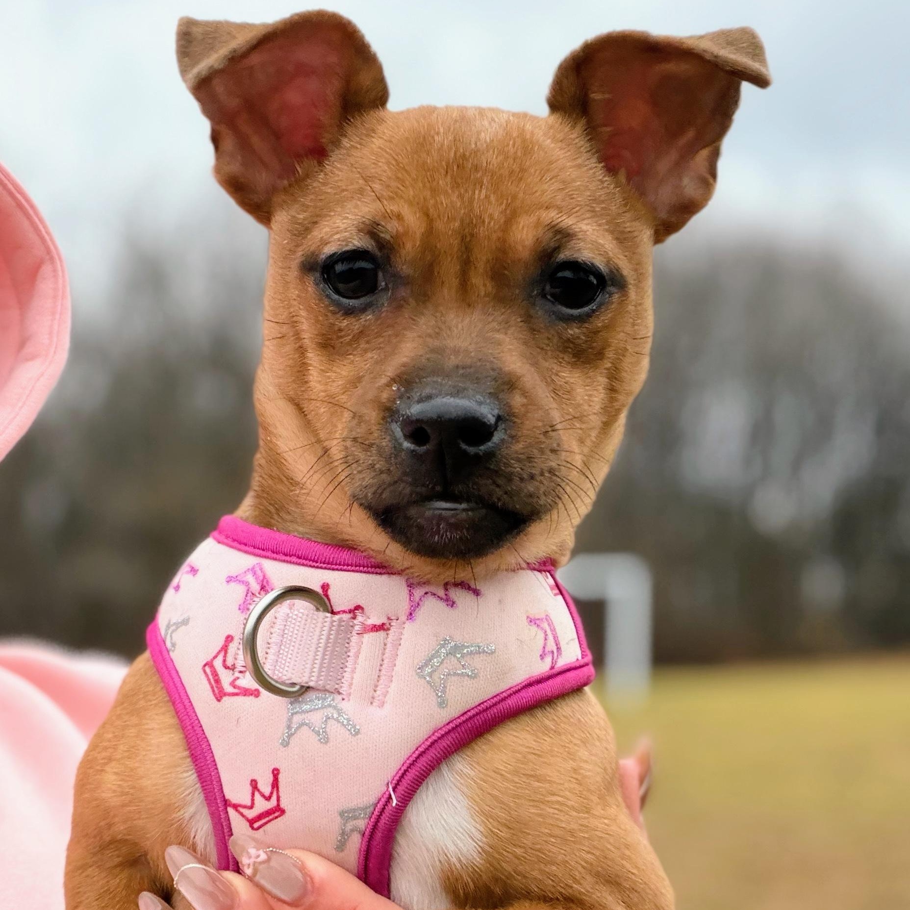 Enlarge Tinsel, an adoptable mixed breed in Potomac, MD image 2/6