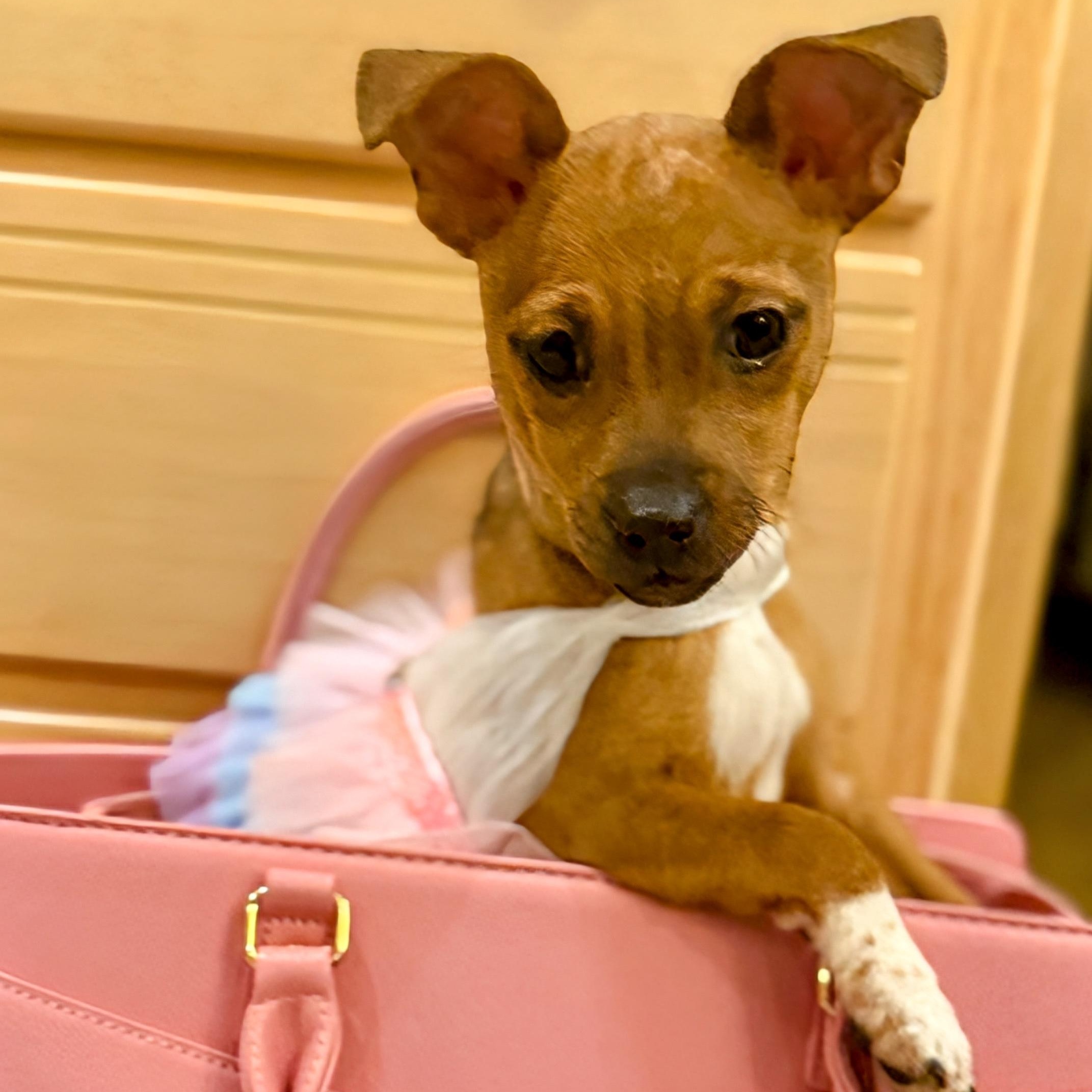 Tinsel, ADOPTABLE, Puppy Female Chihuahua.