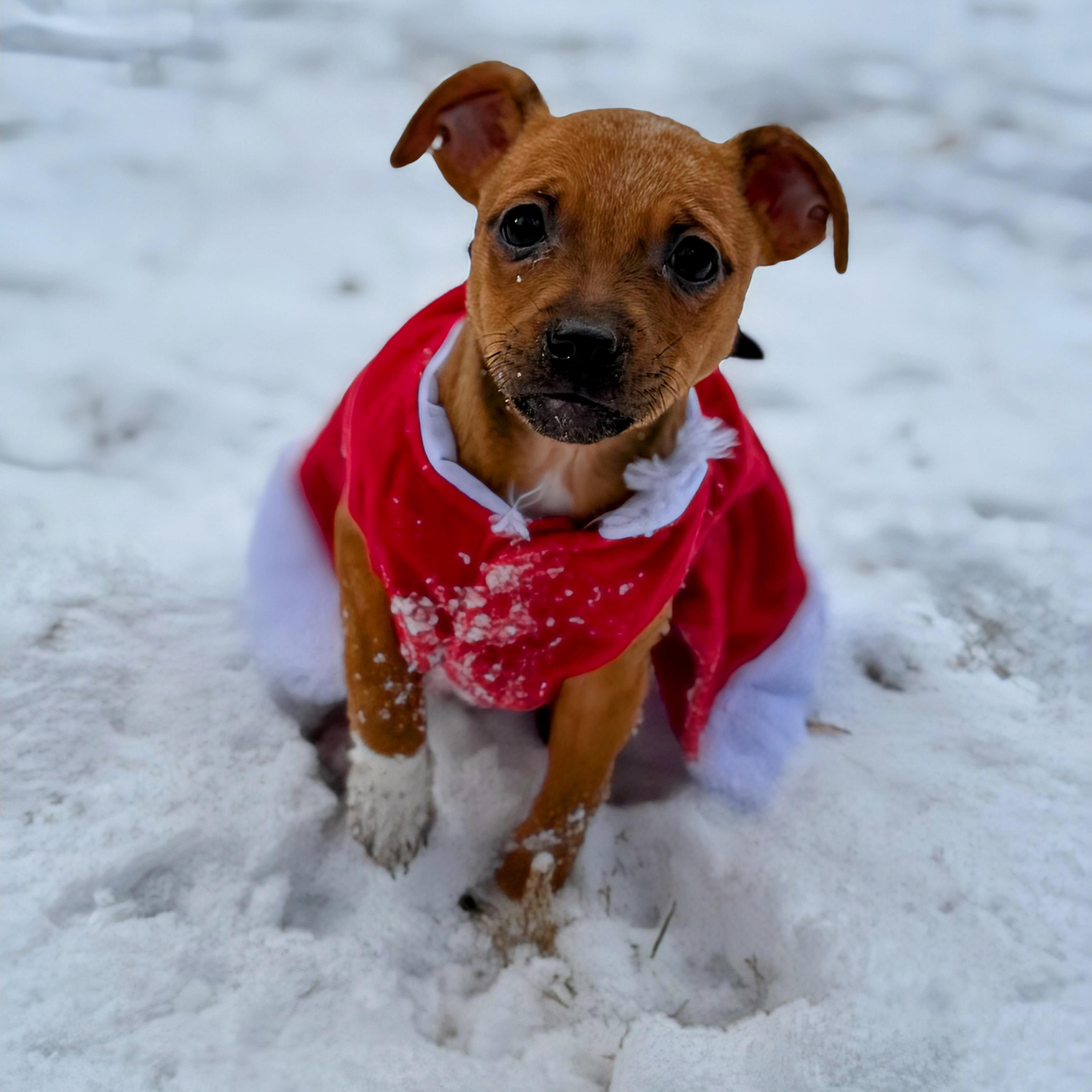 Enlarge Tinsel, an adoptable mixed breed in Potomac, MD image 5/6