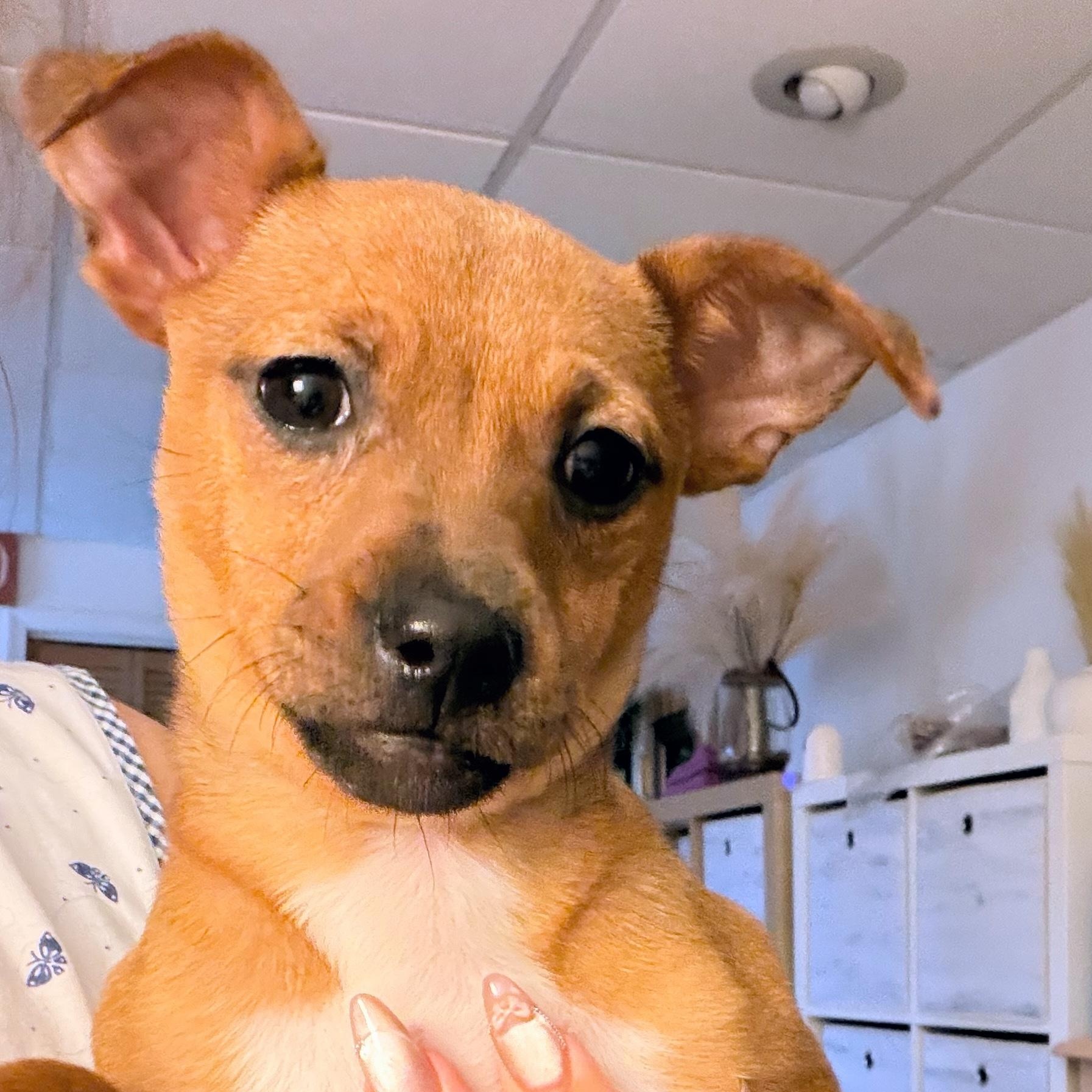 Enlarge Tinsel, an adoptable mixed breed in Potomac, MD image 3/6