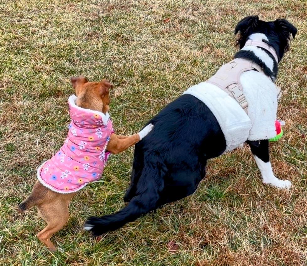 Enlarge Tinsel, an adoptable mixed breed in Potomac, MD image 6/6