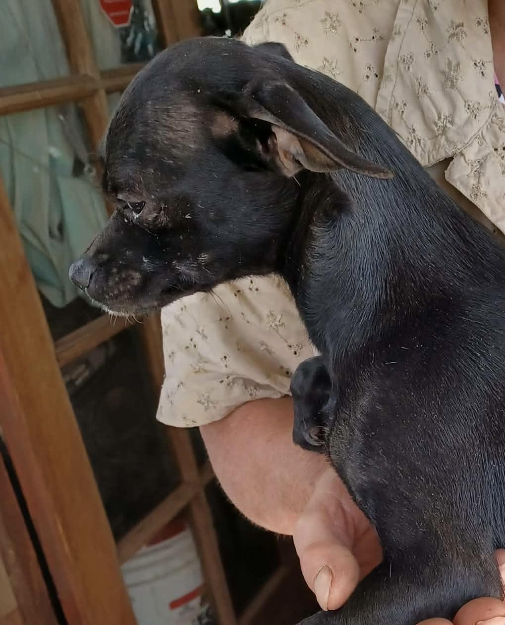 Enlarge Junebug, a ADOPTABLE mixed breed in Deming, NM image 2/2