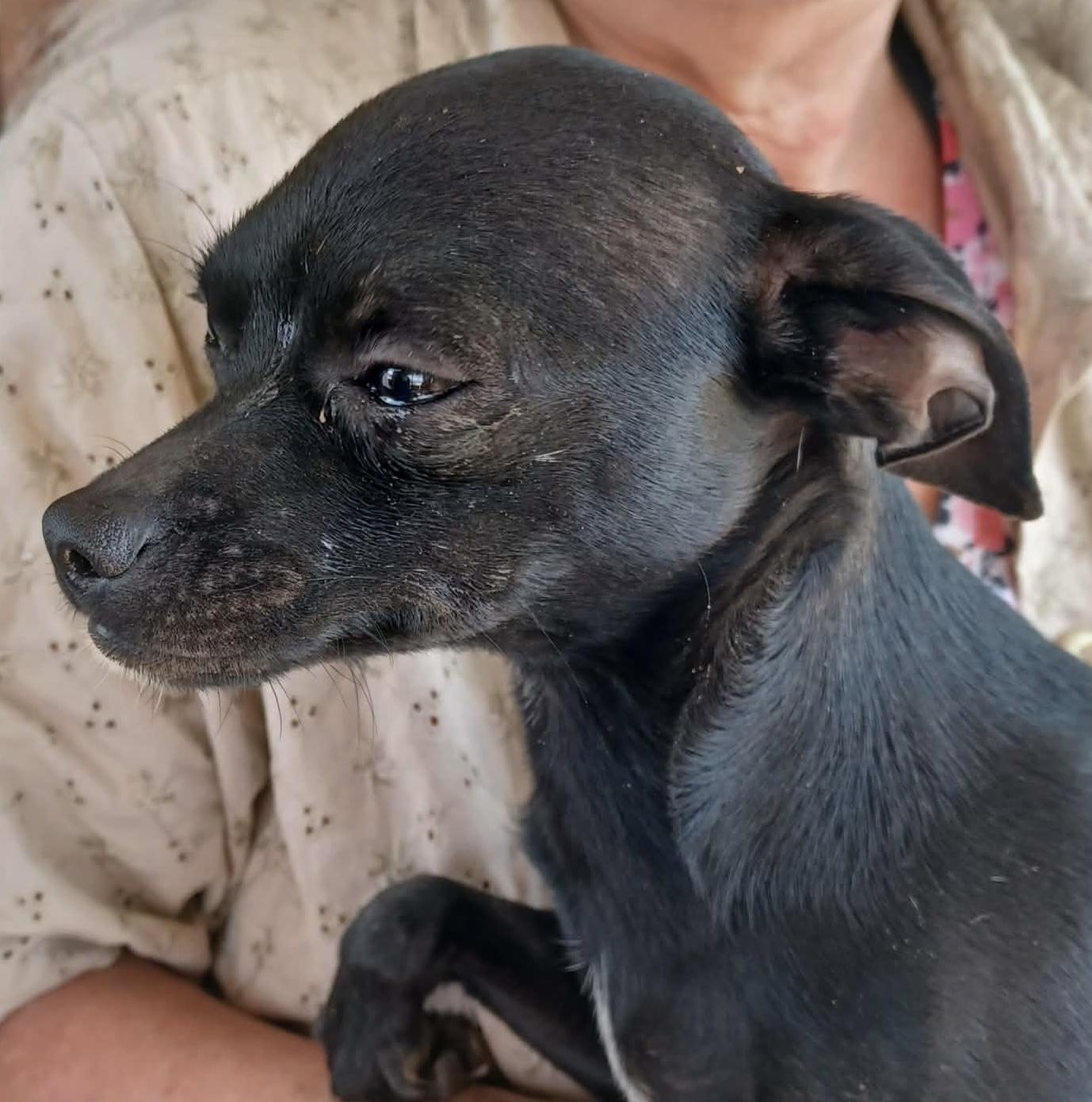 Junebug, ADOPTABLE, Young Female Chihuahua & Jack Russell Terrier.