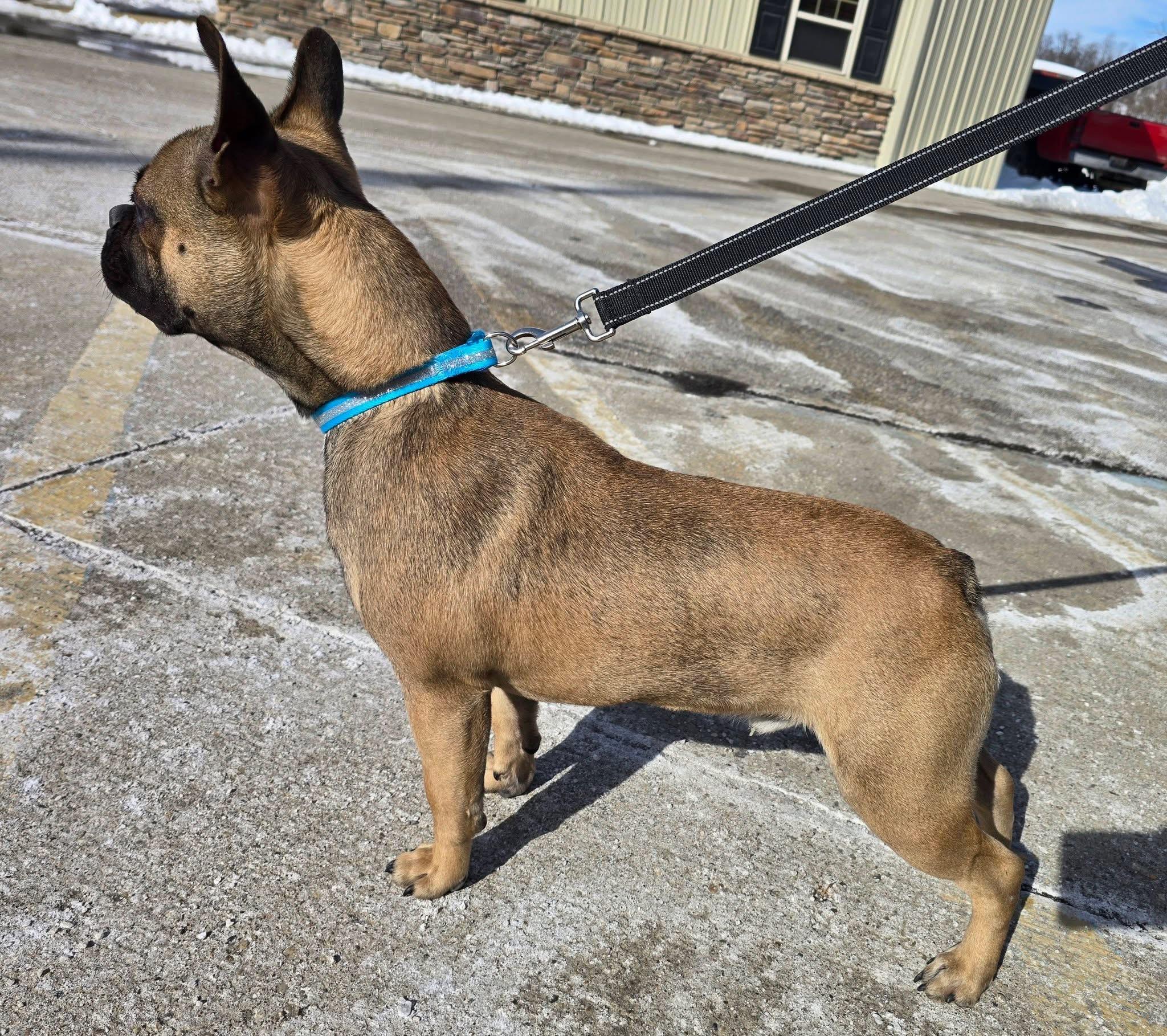 Enlarge Pickles, an adopted mixed breed in St. Clairsville, OH image 3/4