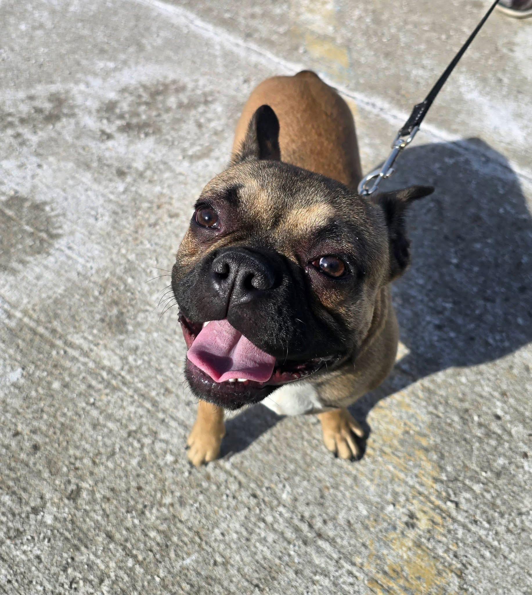 Enlarge Pickles, an adopted mixed breed in St. Clairsville, OH image 4/4