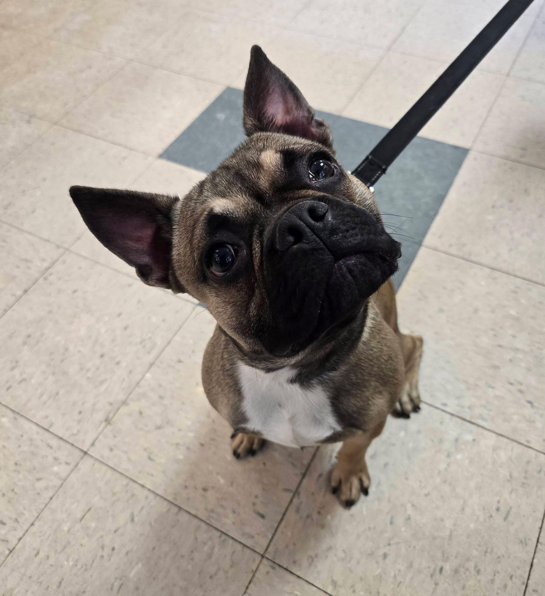 Enlarge Pickles, an adopted mixed breed in St. Clairsville, OH image 1/4