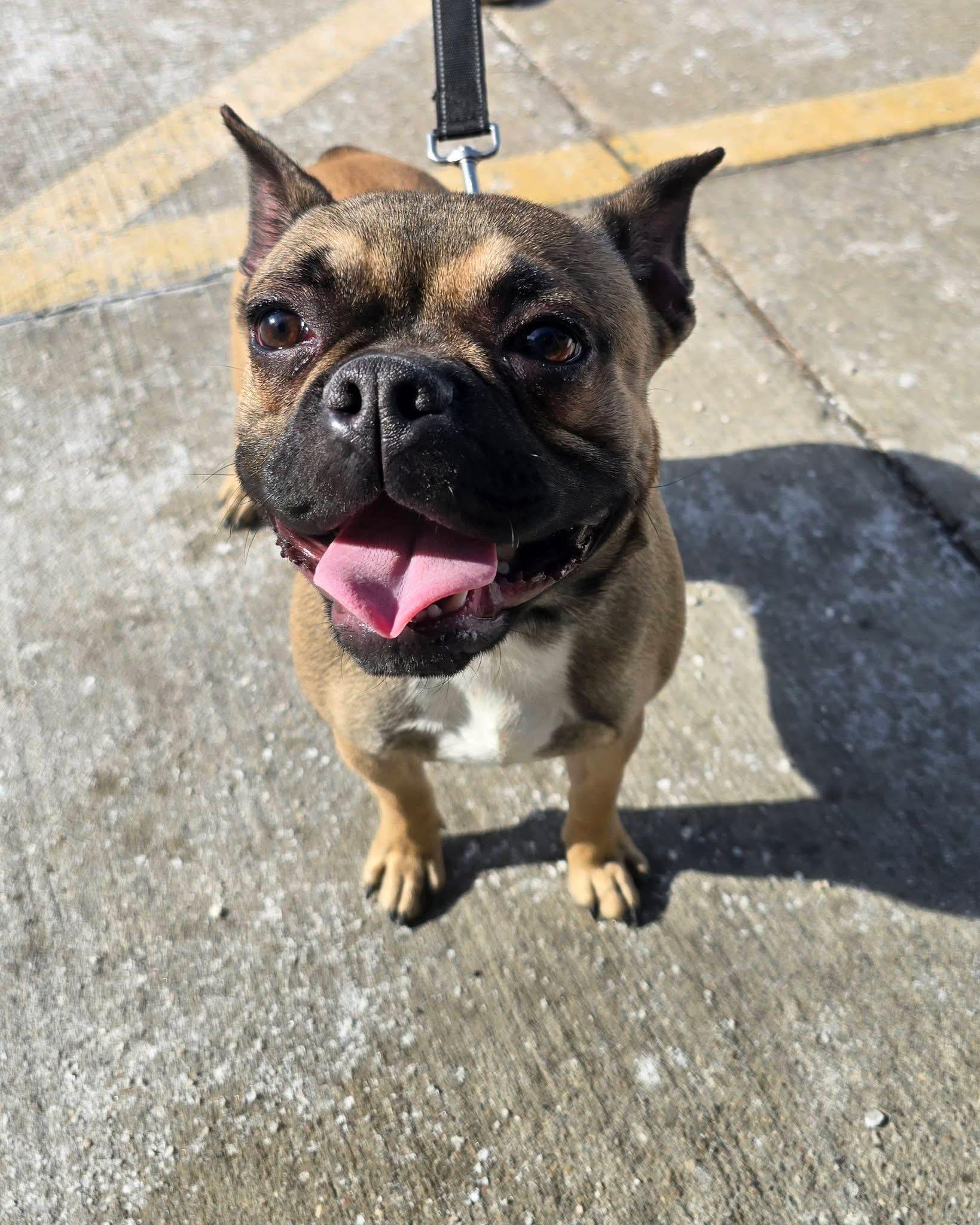 Enlarge Pickles, an adopted mixed breed in St. Clairsville, OH image 2/4