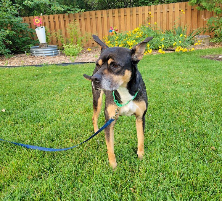 Blossom, a Adoptable Mixed Breed in De Pere, WI image 1/6