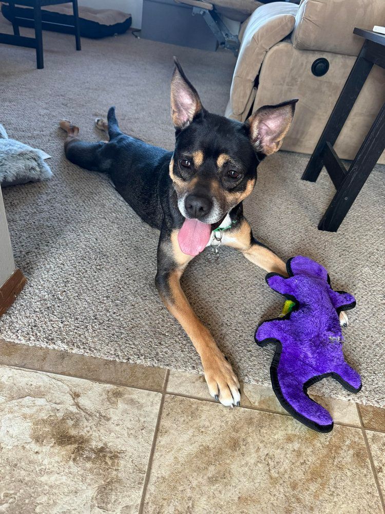 Blossom, a Adoptable Mixed Breed in De Pere, WI image 2/6