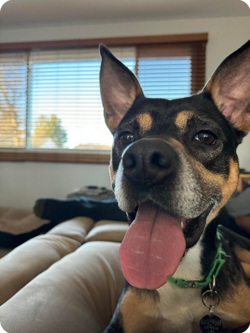 Blossom, a Adoptable Mixed Breed in De Pere, WI image 3/6