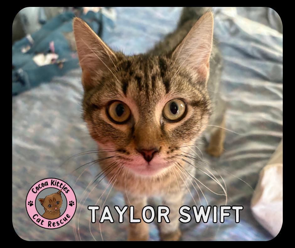 Taylor Swift, Adopted, Young Female Domestic Short Hair.