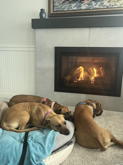 Enlarge Delta, a Adoptable mixed breed in Bellevue, WA image 1/3