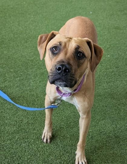 Enlarge Delta, a Adoptable mixed breed in Bellevue, WA image 3/3