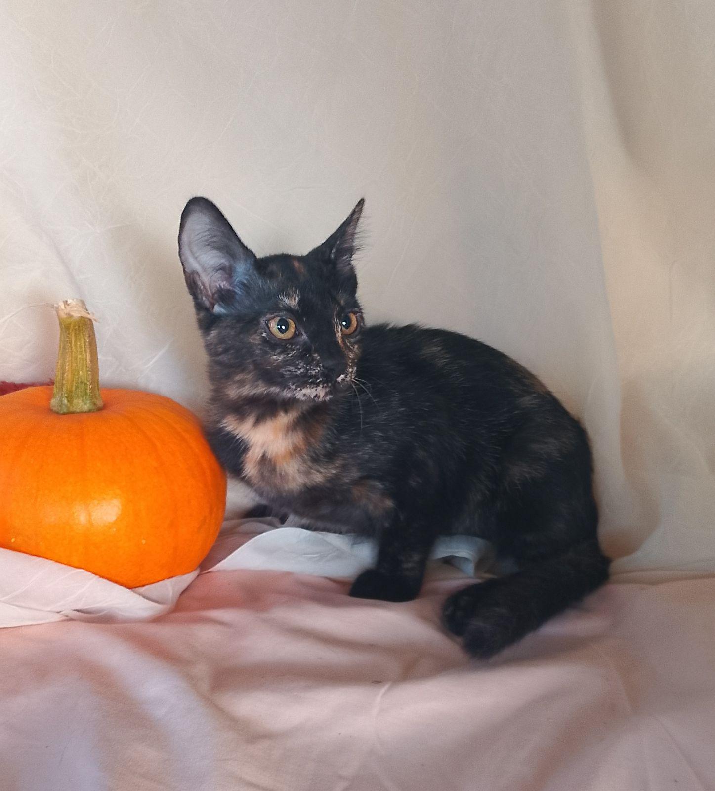 Polly 763, Adoptable, Kitten Female Domestic Short Hair.
