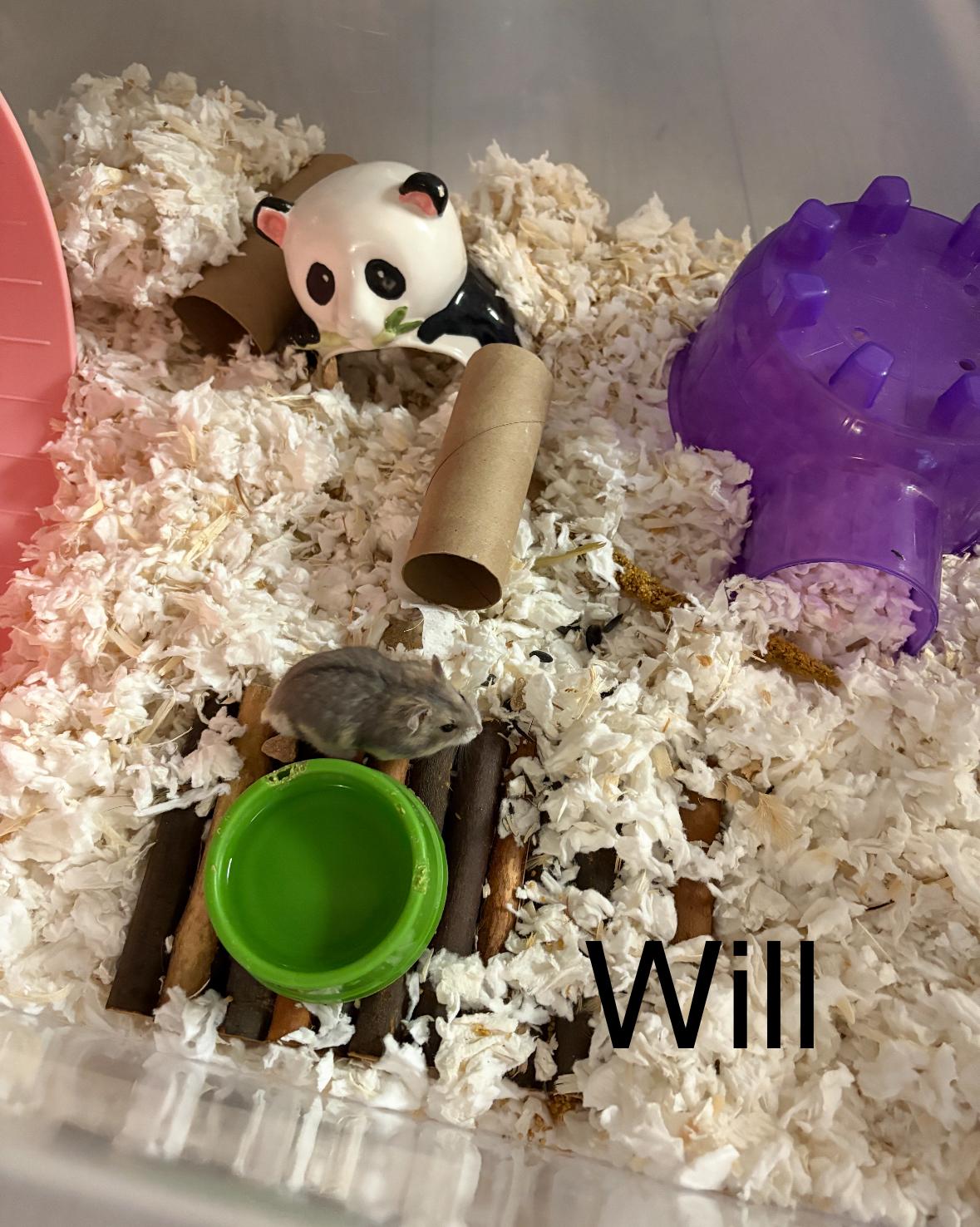 Enlarge Will, an adopted mixed breed in Irvine, CA image 2/2