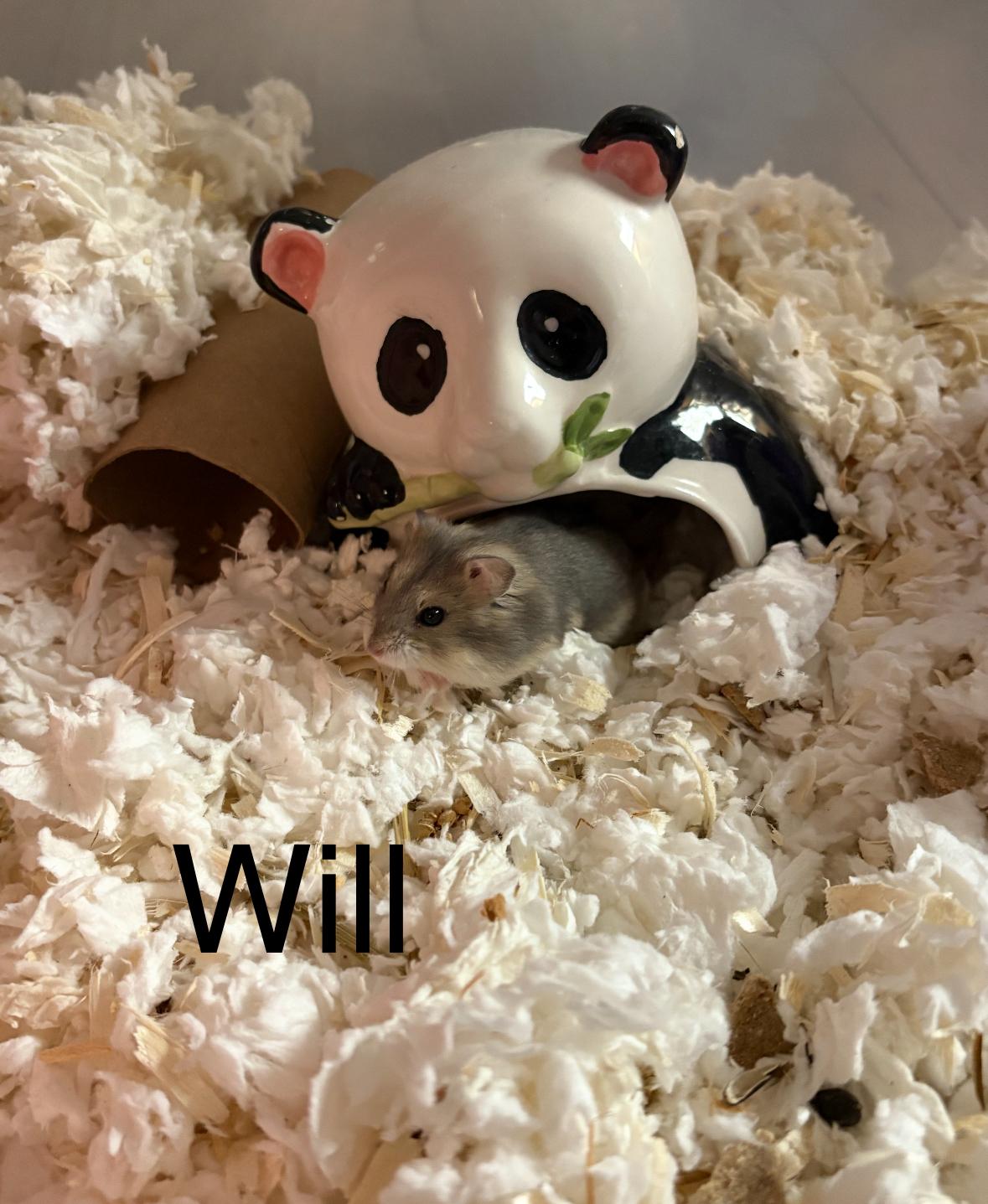 Will, ADOPTABLE, Baby Male Dwarf Hamster & Hamster.