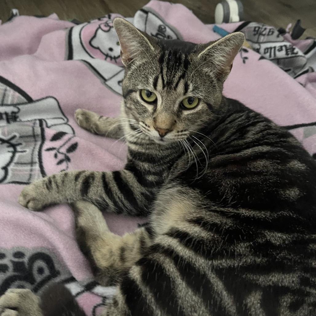 Enlarge Atlas, a ADOPTABLE Domestic Short Hair in Houston, TX image 2/3