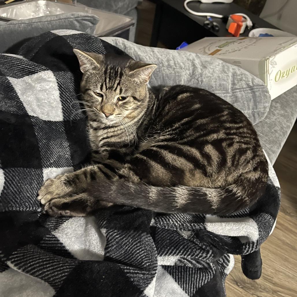 Enlarge Atlas, a ADOPTABLE Domestic Short Hair in Houston, TX image 3/3