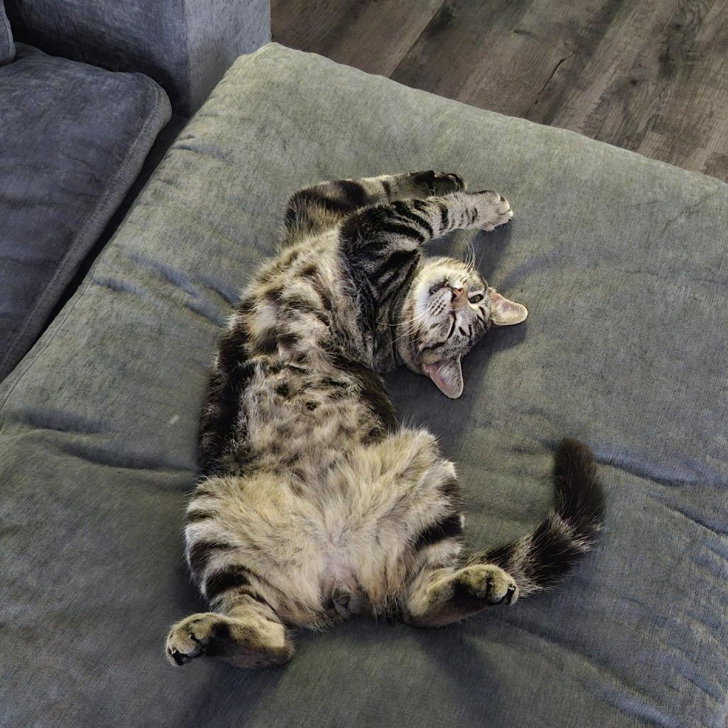 Atlas, ADOPTABLE, Adult Male Domestic Short Hair.