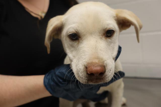 Enlarge HAPPY, a Adoptable Mixed Breed in Columbia, SC image 1/1