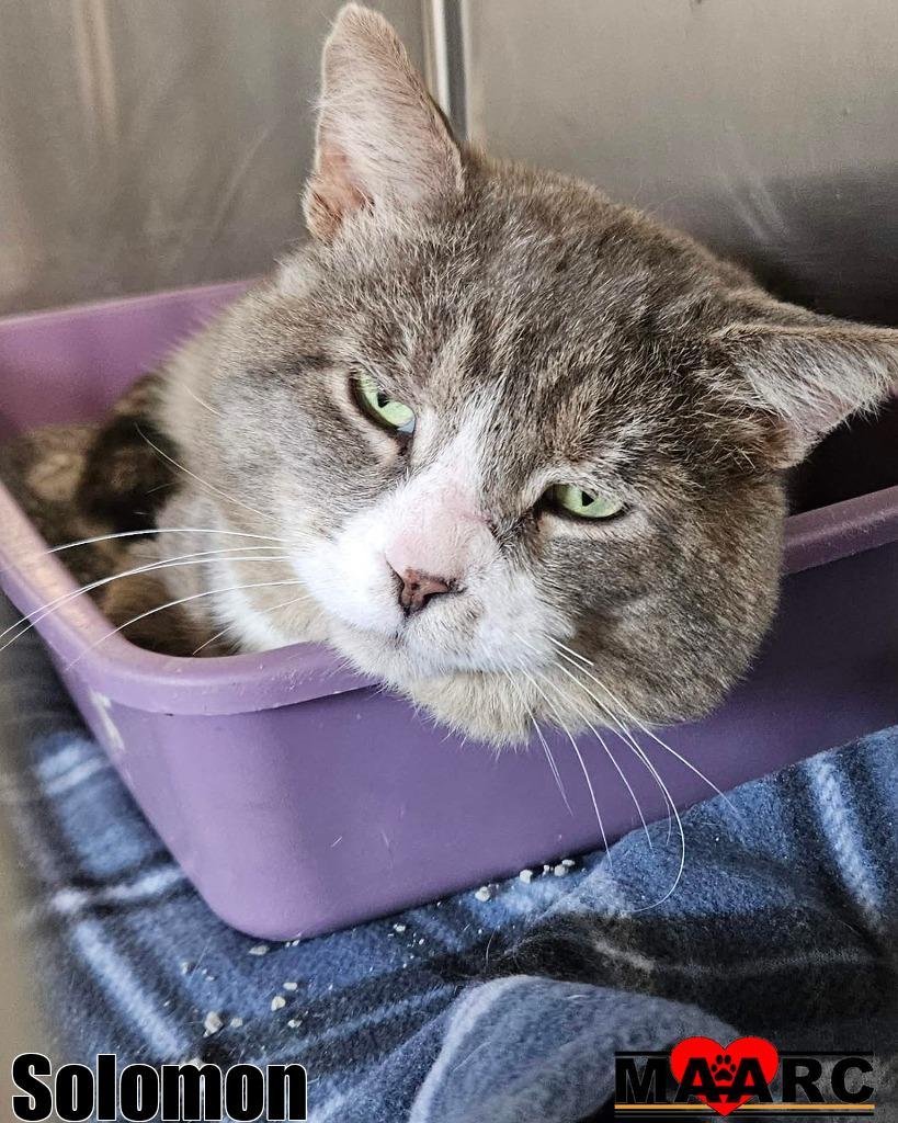 Enlarge Solomon, a Adoptable mixed breed in Maryville, TN image 1/1