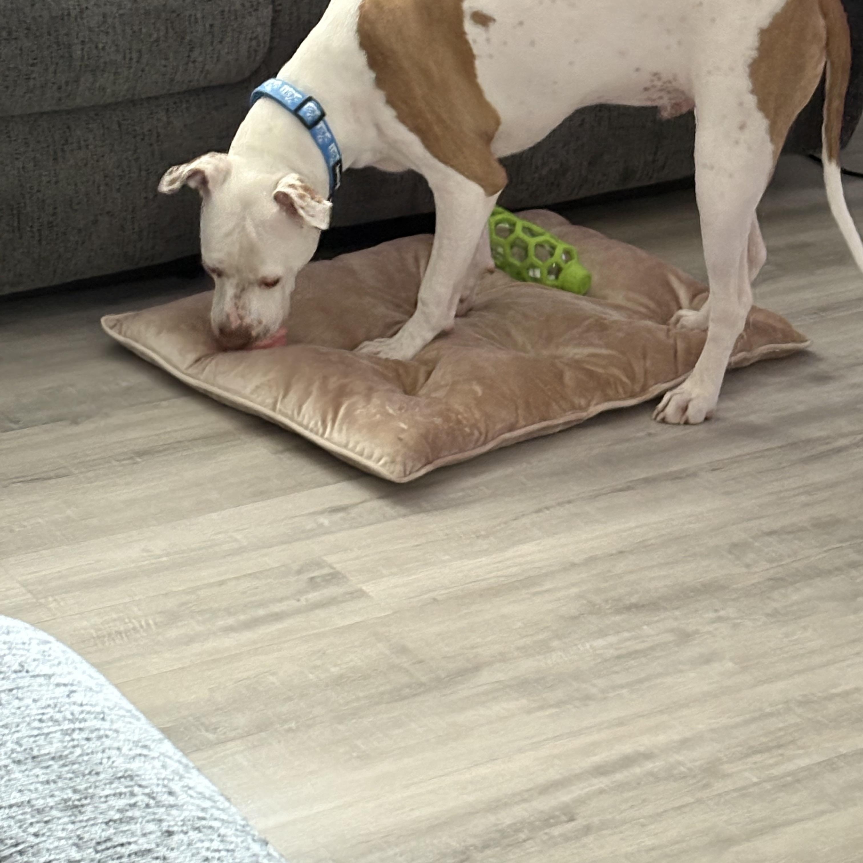 Enlarge Loki (big sweetie!), an adoptable mixed breed in White Lake, MI image 4/4