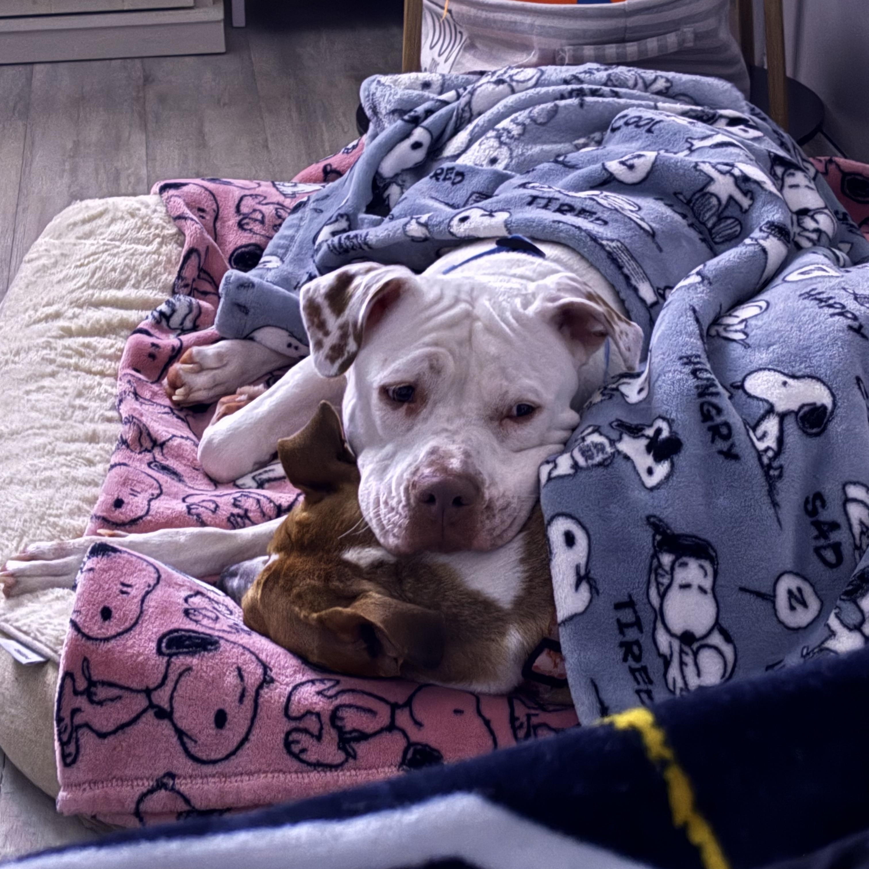 Loki (big sweetie!), adoptable, Young Male Boxer & American Staffordshire Terrier.